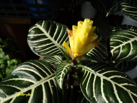 アフェランドラとは?特徴・種類や基本的な管理方法など育て方を解説!