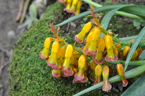 ラケナリアとは？特徴・種類や鉢植えでの基本的な育て方などを解説！