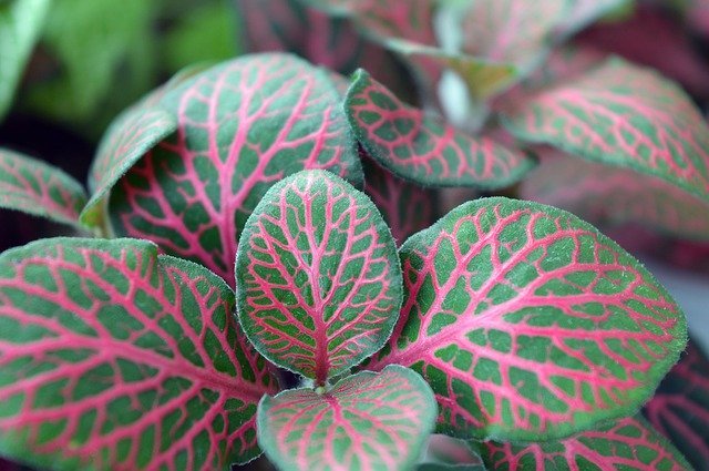 フィットニアとは?どんな観葉植物?その特徴や管理のコツをご紹介!