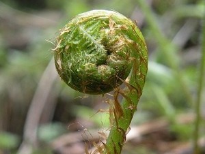 ヒカゲヘゴとは？沖縄の巨大生物の特徴や利用法を紹介！育てられる？