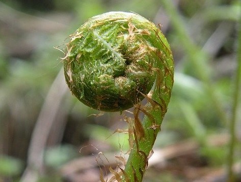 ヒカゲヘゴとは?沖縄の巨大生物の特徴や利用法を紹介!育てられる?