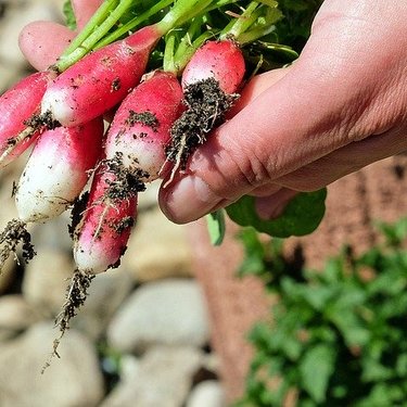 アブラナ科の野菜一覧！特徴や効果・効能にはどんなものがあるの？