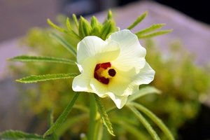 トロロアオイとは？和紙にも利用される花の特徴や開花時期をご紹介！