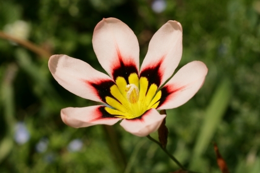 スパラキシスとは?花言葉などの特徴や育て方をご紹介!開花時期は?