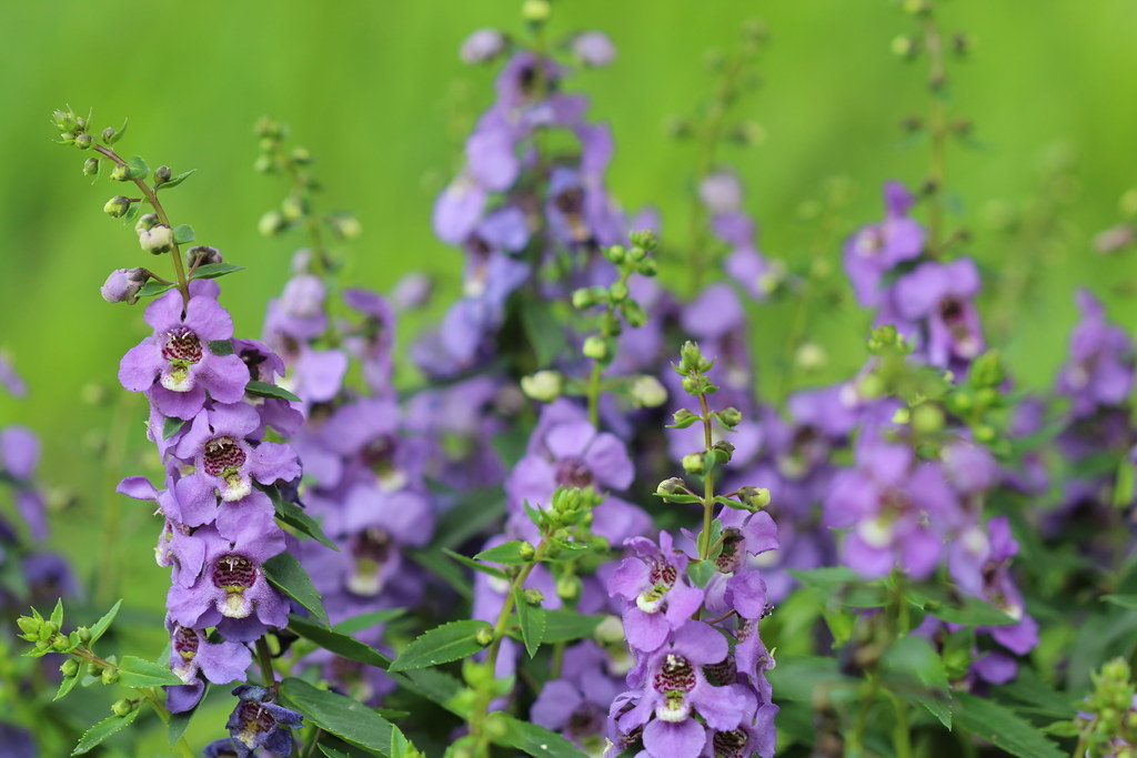 アンゲロニアとは?花言葉などの特徴や育て方をご紹介!開花時期は?