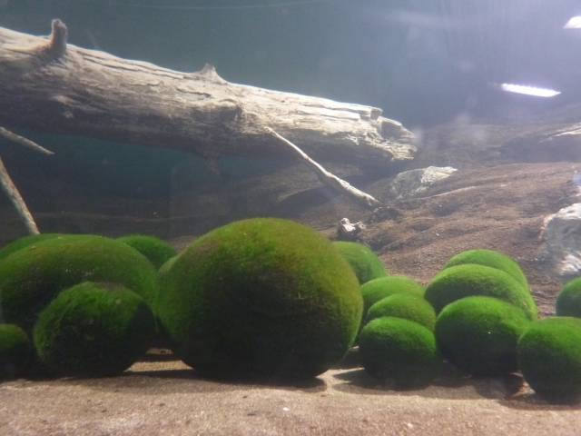 まりも(毬藻)の育て方!水温や水換えの仕方など管理のコツをご紹介!