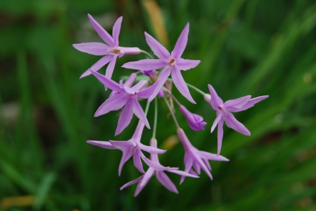 イソトマとは？切り戻しや冬越しの仕方など育て方のコツを紹介！のイメージ