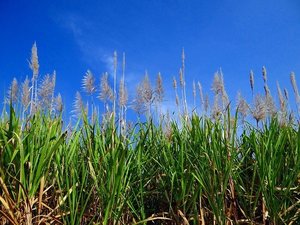 サトウキビの育て方！植え方や増やし方などの栽培条件を詳しくご紹介！