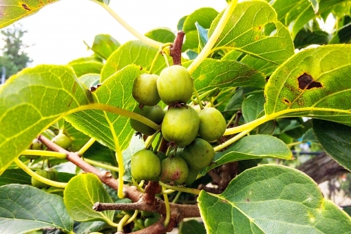 ベビーキウイの育て方！基本的な管理のコツや上手な収穫方法を解説！