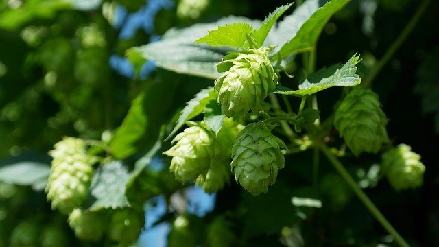 ホップの栽培方法!ビールの原料としても有名な植物の育て方を知ろう!