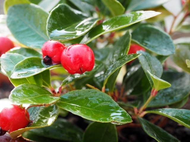 チェッカーベリーとは?特徴や育て方を紹介!寄せ植えにもおすすめ?