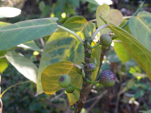 イヌビワ(犬枇杷)とは?名前の由来や特徴をご紹介!実は食べられる?