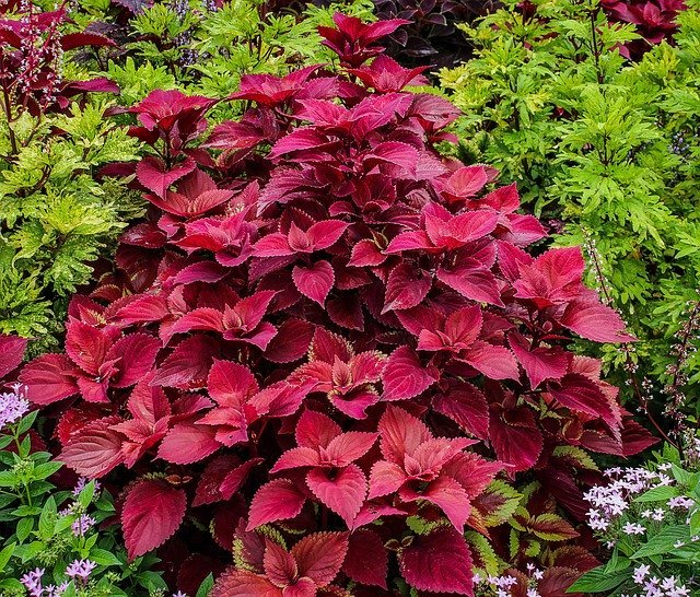 プレクトランサスの育て方!綺麗な花を咲かせるための管理のコツをご紹介!