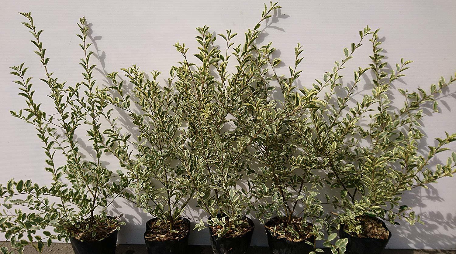 シルバープリペットの生垣での育て方!剪定方法や病害虫対策など詳しく!