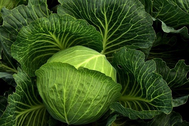 キャベツの育て方・栽培方法!植え付けから収穫まで病害虫対策なども解説!のイメージ