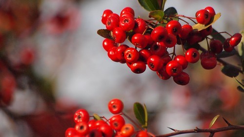 ピラカンサスとは?生垣にも用いられる常緑樹の特徴や育て方をご紹介!