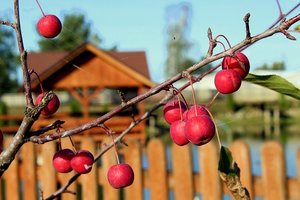 姫リンゴの育て方！鉢植えでの育て方・管理のコツや食べ方を紹介！