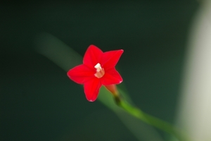 ルコウソウとは？星形の花はグランドカバーや緑のカーテンにもおすすめ？