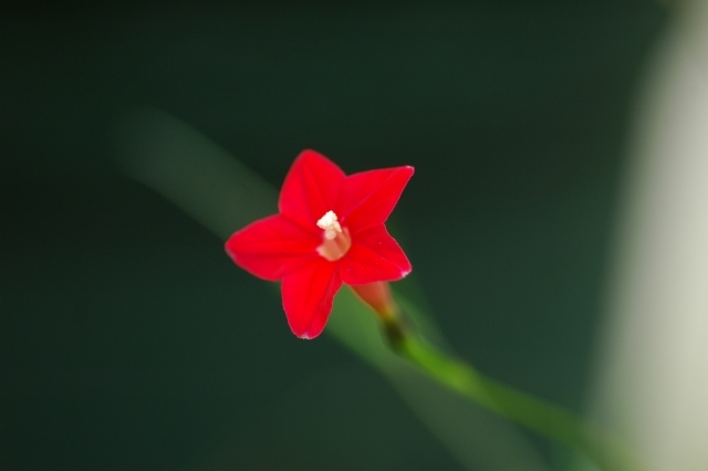 ルコウソウとは?星形の花はグランドカバーや緑のカーテンにもおすすめ?のイメージ