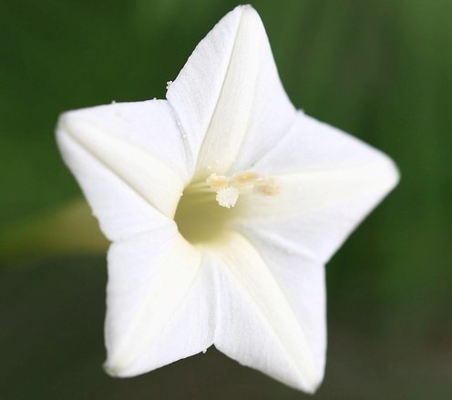 ルコウソウ(縷紅草)の育て方!水やりなど基本的な管理のコツを解説!