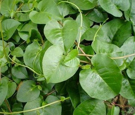 オカワカメ(雲南百薬)とは?基本の育て方や保存方法・食べ方を紹介!