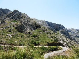 トサミズキとは？植物の特徴やヒュウガミズキとの違いなどを解説！