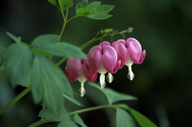 ケマンソウとは?花の特徴や開花時期、植え替えなどの育て方を紹介!