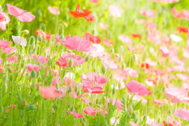 アイスランドポピーの育て方！植え替えや増やし方など管理のコツは？