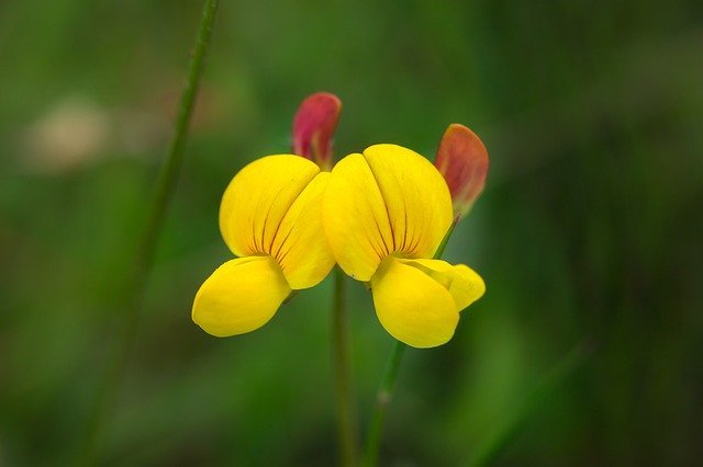 マメ科の植物一覧!花や実の特徴や、開花時期などの基本情報を紹介!