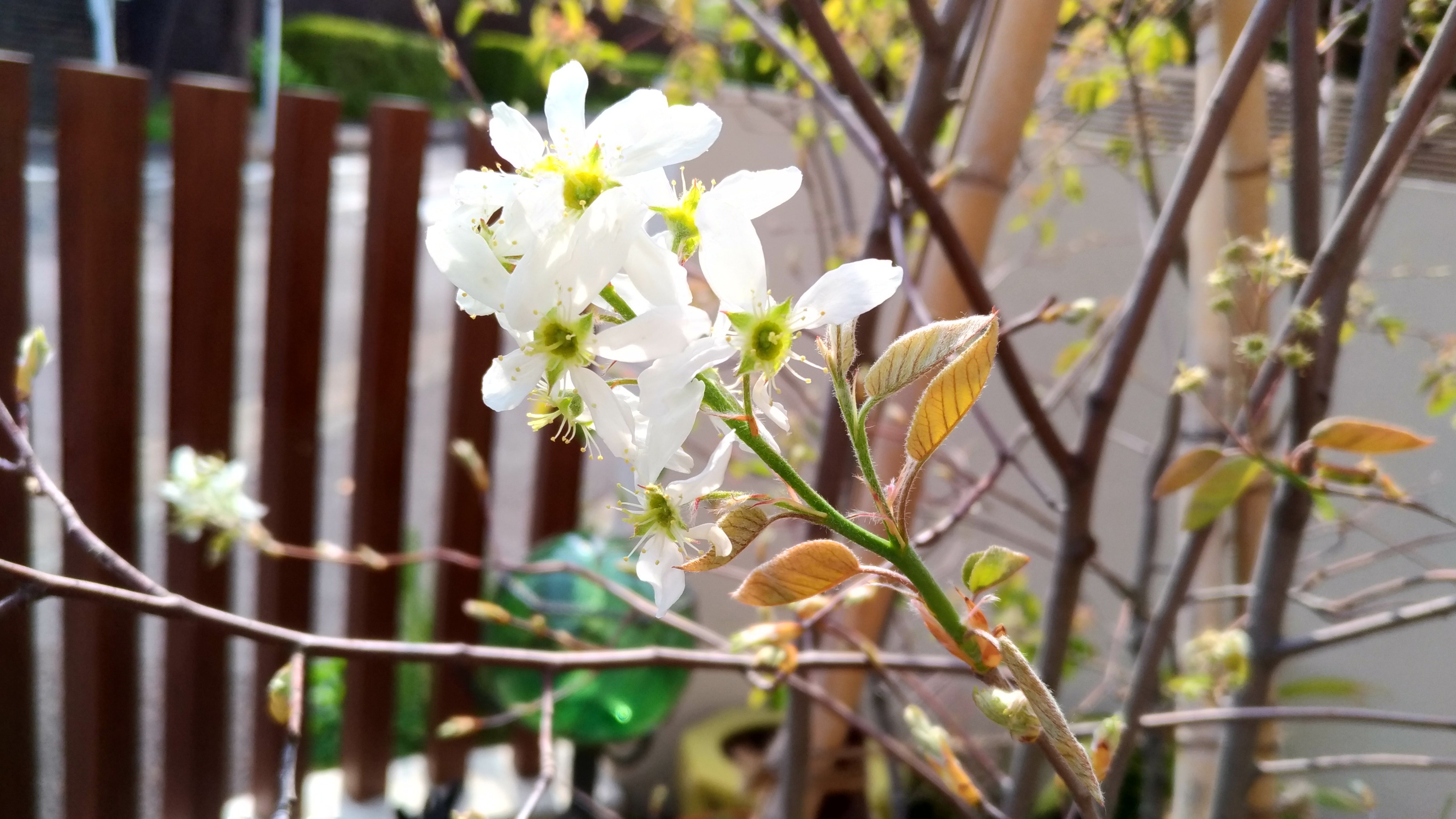 ジューンベリーとは?品種ごとの特徴や開花・紅葉の時期などをご紹介!