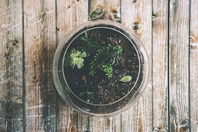 リトープスとは?種類や特徴、植え替えや脱皮などの育て方まで解説!