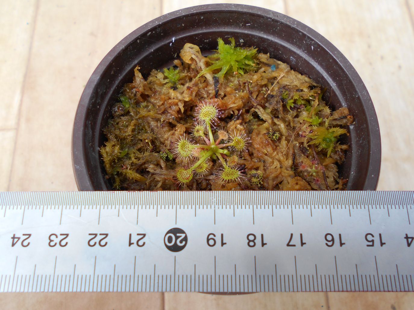 モウセンゴケとは?種類や生息地、見分け方などの特徴を詳しく解説!