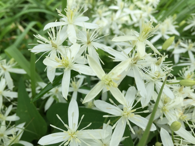 センニンソウ(仙人草)とは?花や実などの特徴を解説!毒性はある?