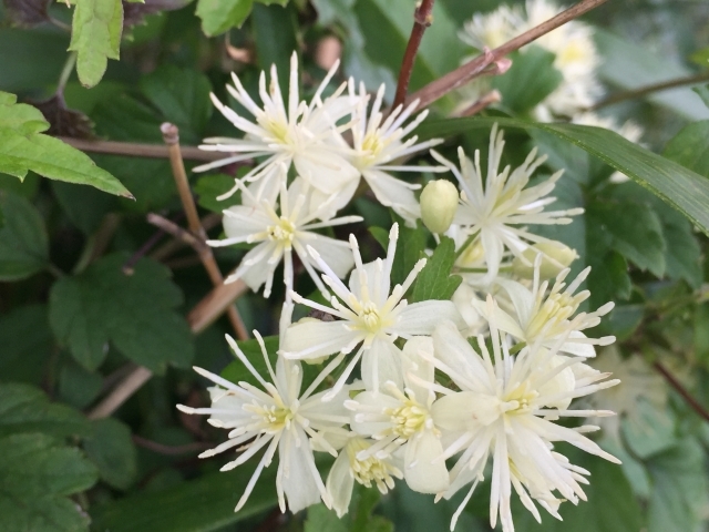 ボタンヅルとは?花や葉の特徴やセンニンソウとの違い・見分け方を解説!