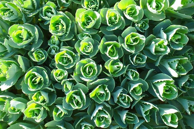 イワベンケイとはどんな植物?生息地などの特徴や、効果・効能を紹介!