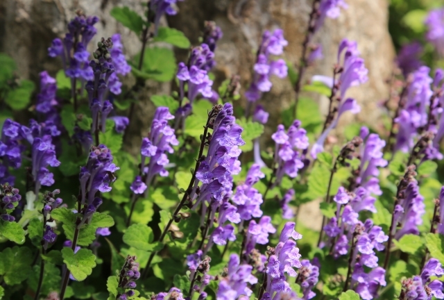 タツナミソウ（立浪草）とは？葉や花期などの特徴や、見分け方を解説！のイメージ