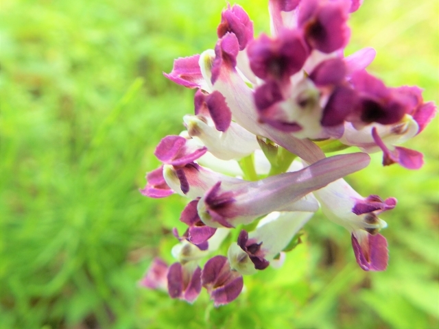 ムラサキケマンとは?花の構造や、シロヤブケマンとの違いをご紹介!