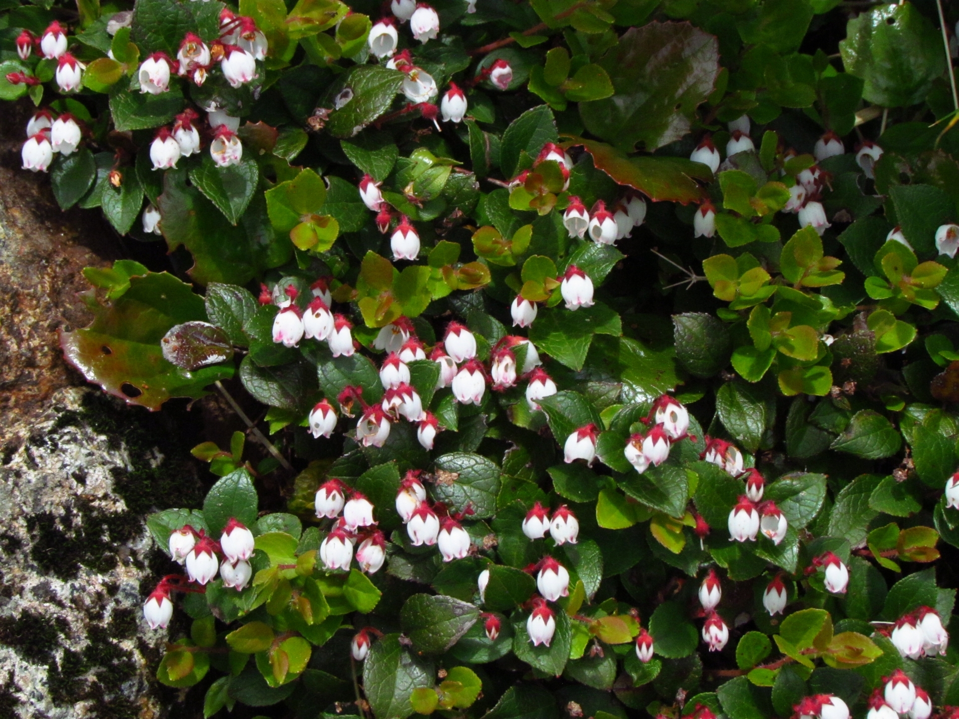 アカモノとは？植物の特徴やシラタマノキなど似た花との違いを解説！