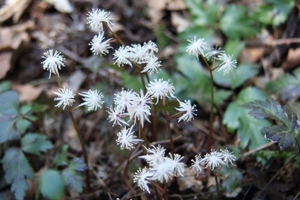 セリバオウレンとは？生薬にもなる？植物の特徴や管理の仕方を紹介！