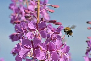 ヤナギラン（柳蘭）とは？基本の育て方やおすすめの群生地をご紹介！