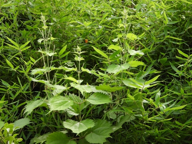 ヤブマオとは?特徴や利用法を解説!カラムシなど似た植物との違いは?