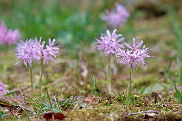 ショウジョウバカマとは?特徴や育て方をご紹介!開花時期はいつ頃?