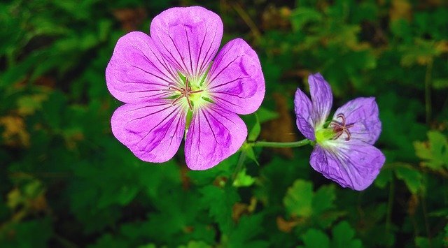 フウロソウの育て方!株分けなどの増やし方や上手な管理のコツを紹介!のイメージ
