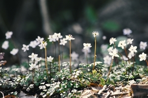 バイカオウレンの育て方！発芽から植え替え・増やし方のコツまで紹介！