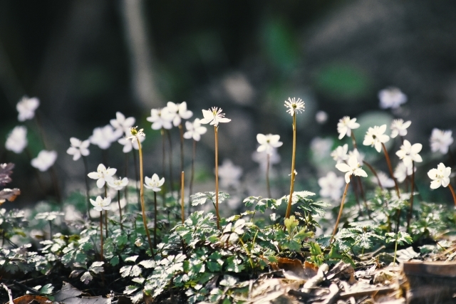 バイカオウレンの育て方!発芽から植え替え・増やし方のコツまで紹介!