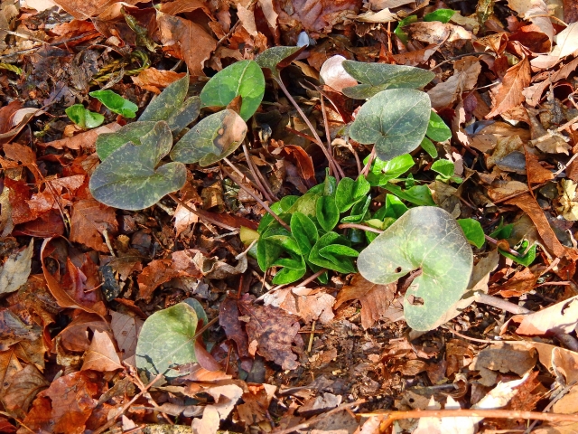 カンアオイ(寒葵)とは?特徴や育て方、ミヤコアオイとの違いを紹介!