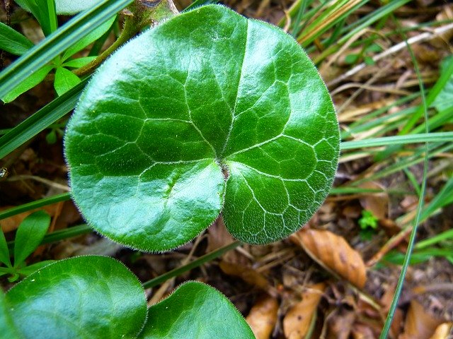 カンアオイ属とは?品種・分布や開花時期などの特徴を詳しくご紹介!