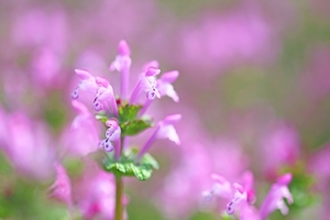 ホトケノザ（仏の座）とは？特徴・種類や似た植物との違いをご紹介！