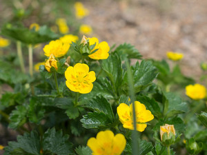 ミヤマキンバイとは？特徴や開花時期など似た植物との違いをご紹介！