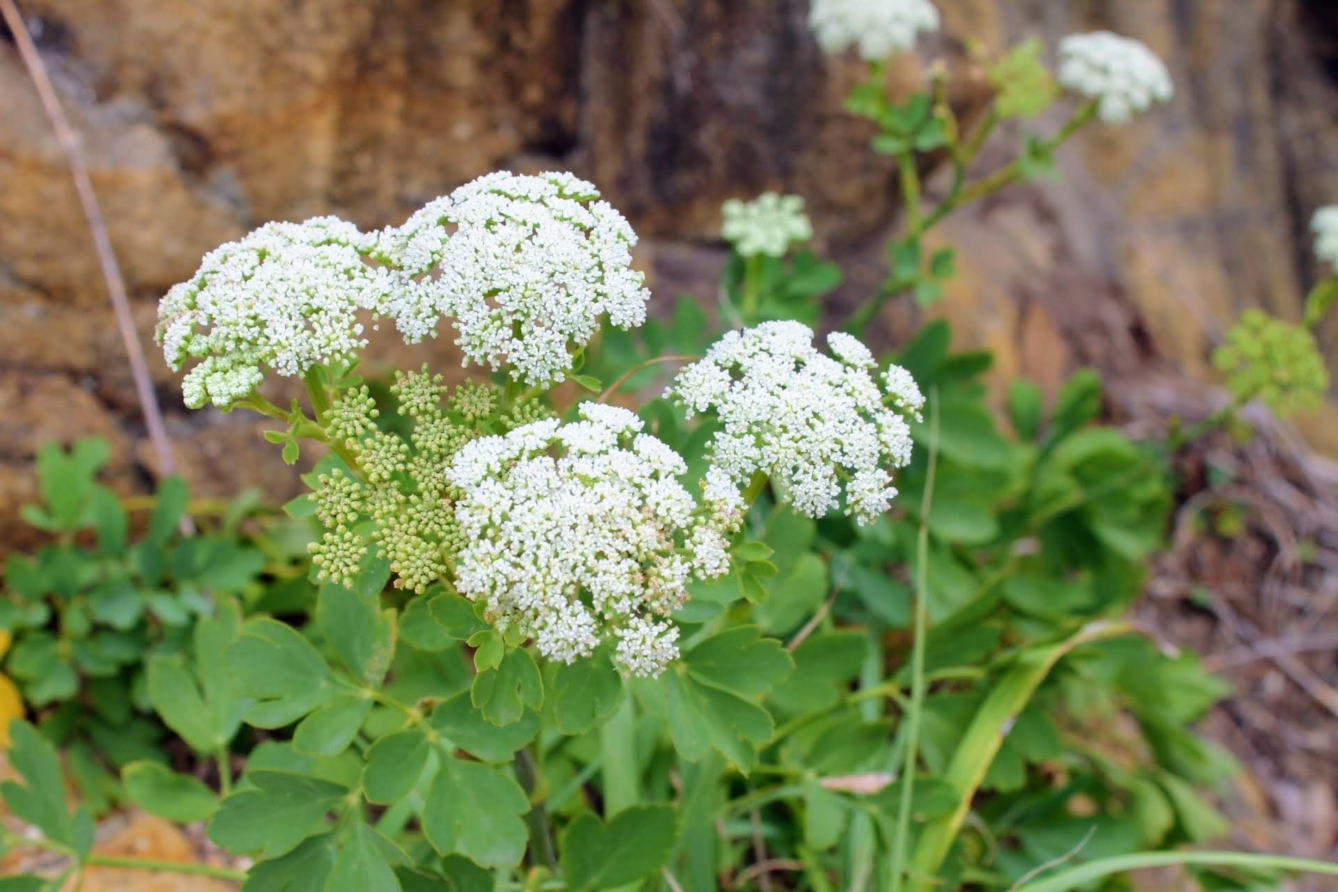 ボタンボウフウとは？長命草といわれる理由や成分・薬効について解説！